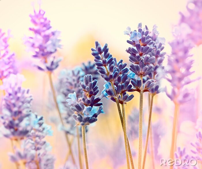 Poster Natur der Provence