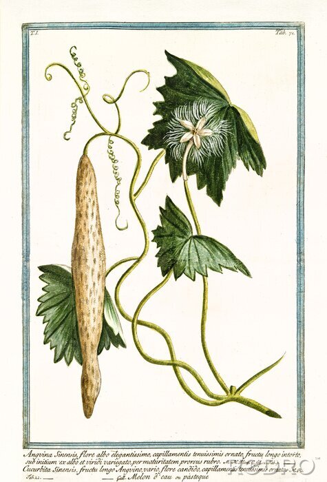 Poster Natur des tropischen Kürbisses