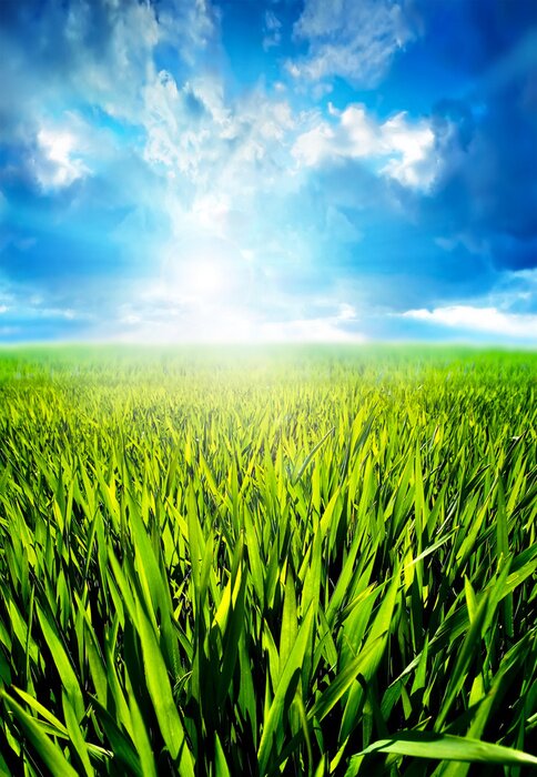 Poster Natur des vollen sonnigen Sommers