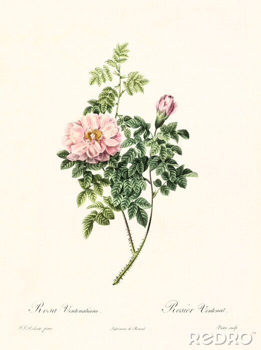 Poster Natur einer auf einem Zweig wachsenden Rose
