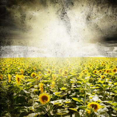 Poster Natur Feld mit hohen Sonnenblumen