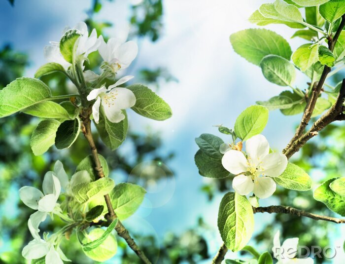 Poster Natur in Form von Apfelblume