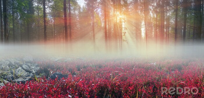 Poster Natur in Morgendämmerung