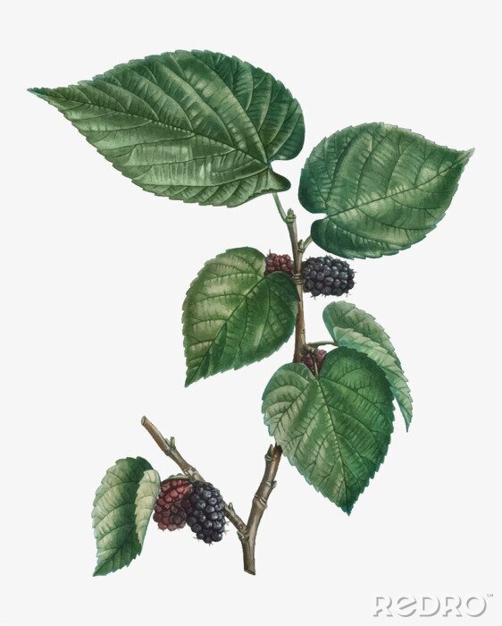 Poster Natur Maulbeere auf einem Zweig