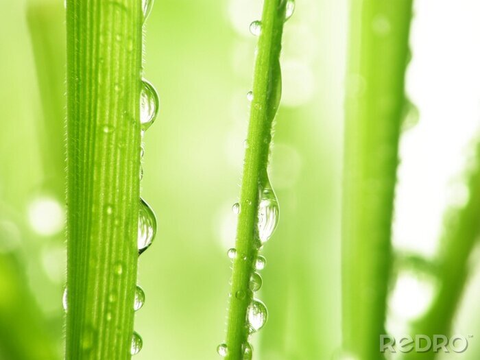 Poster Natur mit Wassertropfen