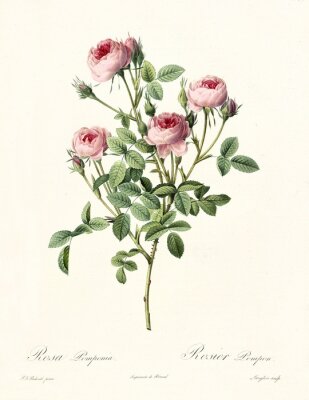 Poster Natur Motiv Illustration einer Rose auf einem Zweig