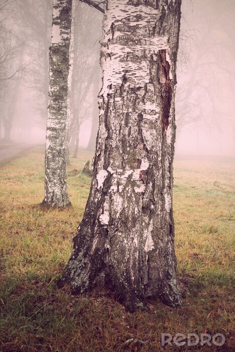 Poster Natur Nebel