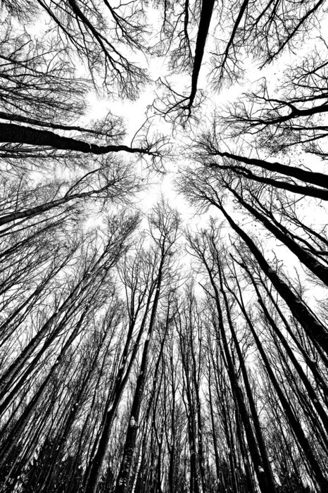 Poster Natur schwarz-weiß