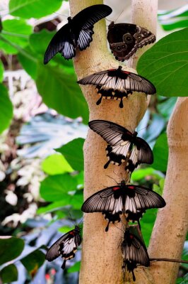 Poster Natur schwarze Schmetterlinge auf einem Baumstamm