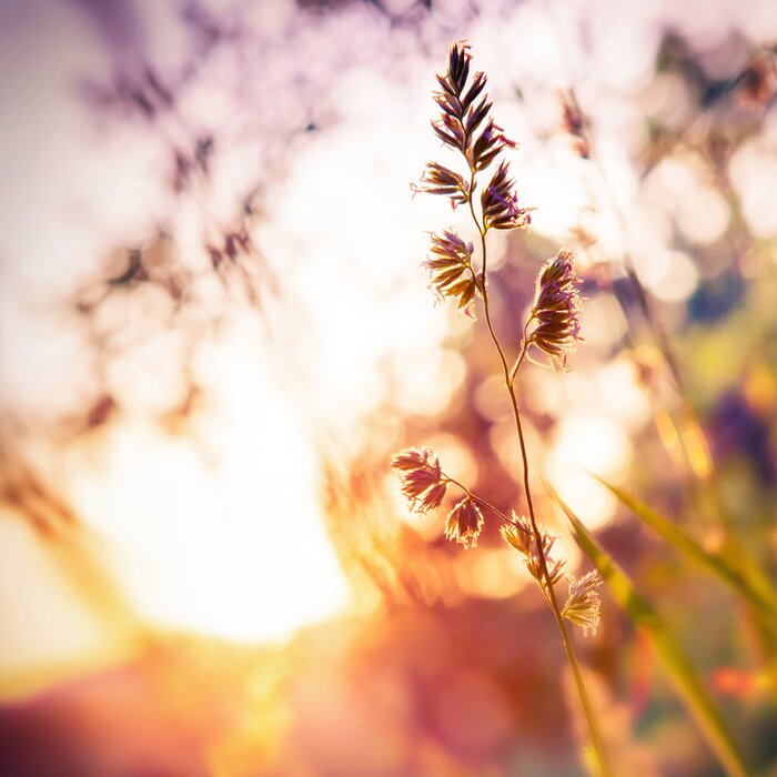 Poster Natur Strahlen beleuchten den Zweig