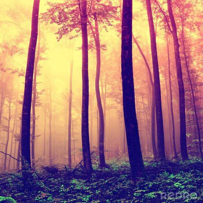 Poster Natur und Bäume