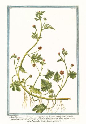Poster Natur und Botanik einer Schlingpflanze aus der Familie der Clematis