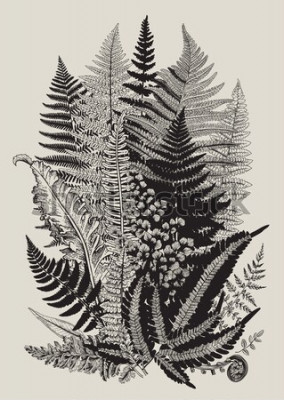 Poster Natur und Botanik Farne in schwarz und weiß