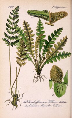 Poster Natur und Botanik Flora Zeichnung
