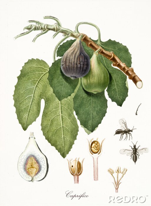 Poster Natur und Botanik Gravur von Insekten und Feigen