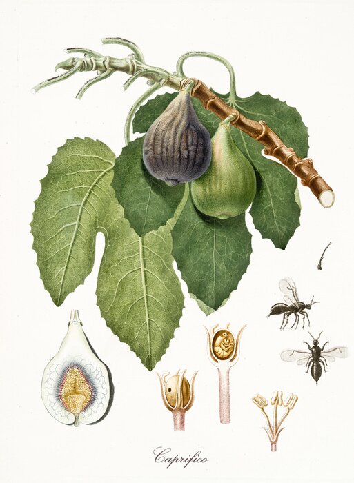Poster Natur und Botanik Gravur von Insekten und Feigen