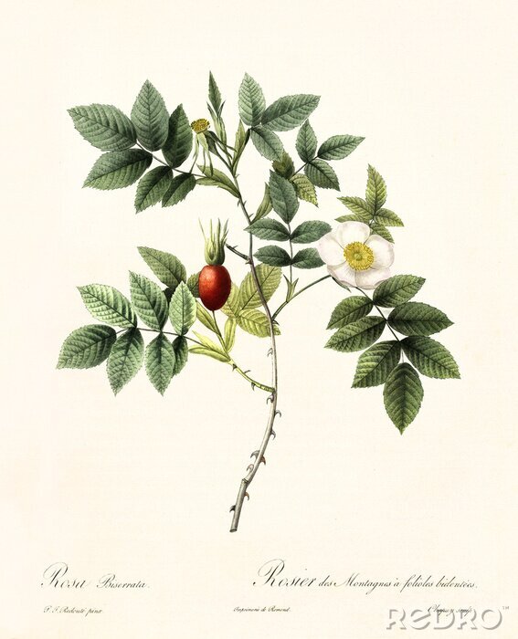 Poster Natur und Botanik Wildrose Zeichnung