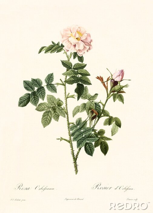 Poster Natur und Botanik Zweig einer blühenden Rose