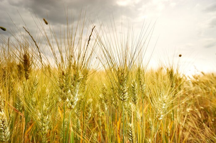 Poster Natur und Feld
