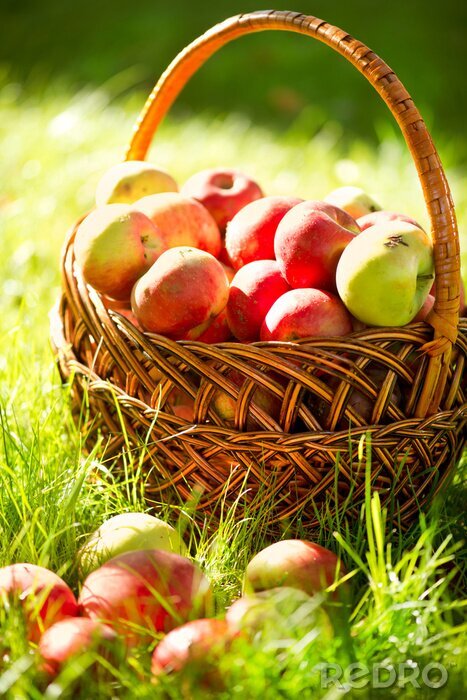 Poster Natur und Korb mit bunten Äpfeln