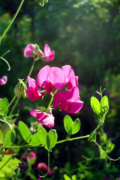 Poster Natur  und Platterbse