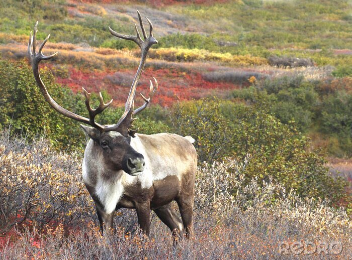 Poster Natur von Alaska in Amerika