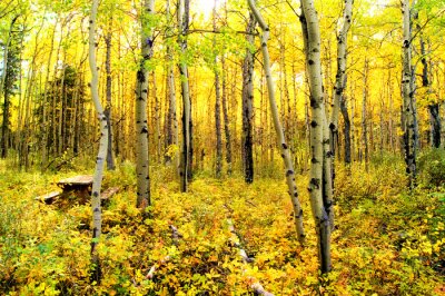 Poster Natur Wald in Herbstfarben