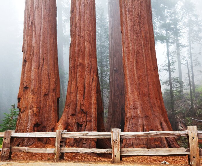 Poster Natur Wald mit Nebel bedeckt