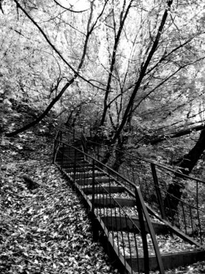 Poster Natur Wald mit versteckter Treppe