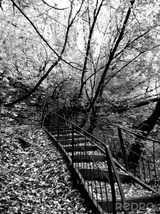Poster Natur Wald mit versteckter Treppe