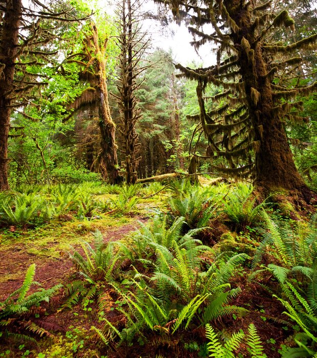 Poster Natur Wald voller Farne