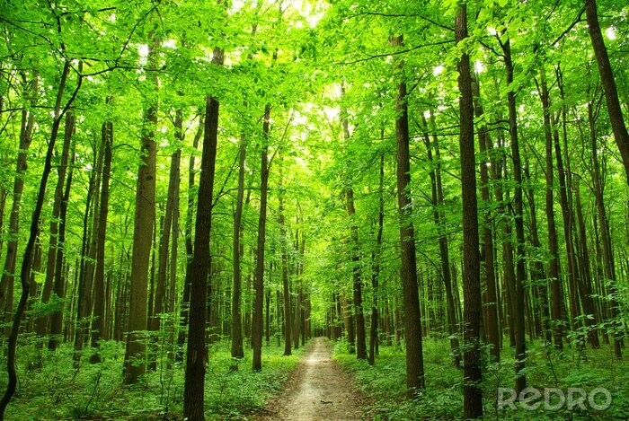 Poster Natur Wald voller Grün