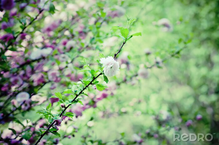 Poster Natur Wald von blühenden Sakura