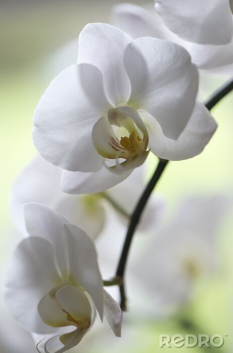 Poster Natur weiße Blüten von Orchideen