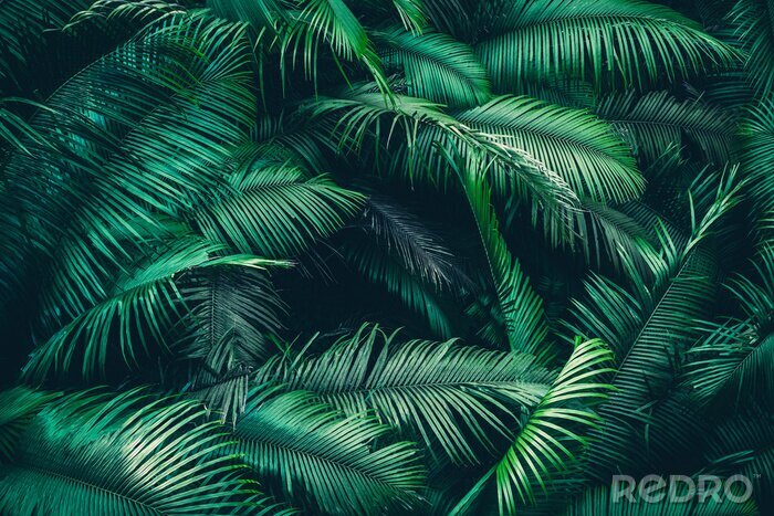 Poster Nature background of green forest, tropical forest in green filter