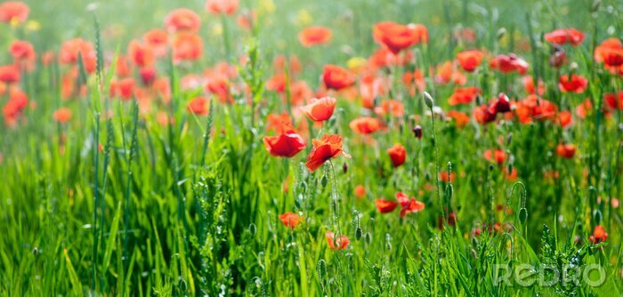 Poster Naturfeld mit Blumen