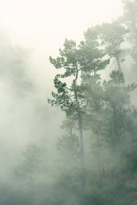 Poster Nebel über dem Wald