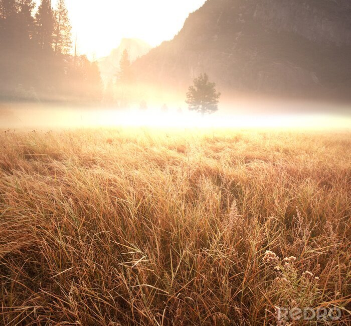 Poster Nebel über Feld