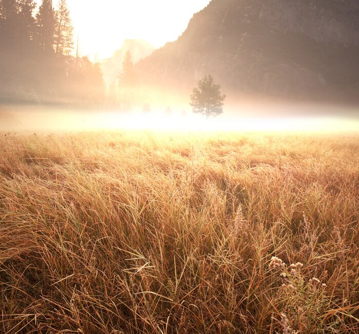 Poster Nebel über Feld