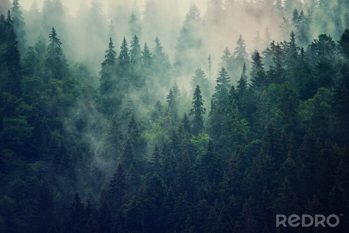 Poster Nebelhafte Landschaft mit Tannenwald im Retro-Stil des Hipster-Jahrgangs