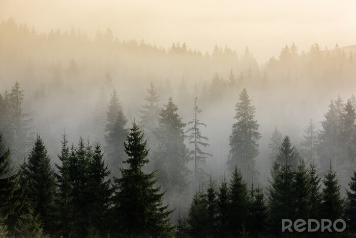 Poster Nebeliger Morgen über einem Kiefernwald