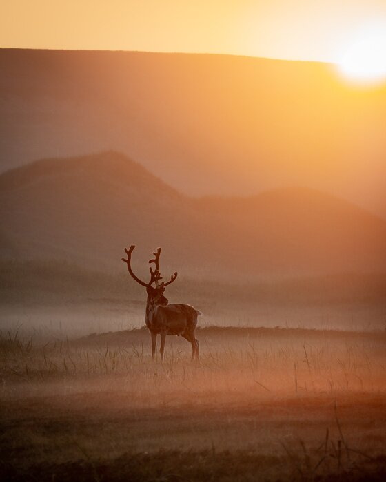 Poster Neblige Landschaft mit Rentier