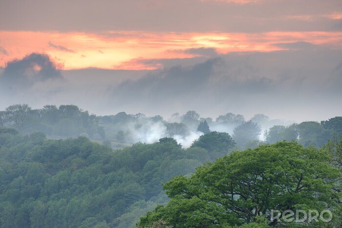 Poster Neblige Waldlandschaft