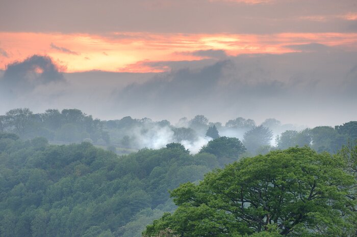 Poster Neblige Waldlandschaft