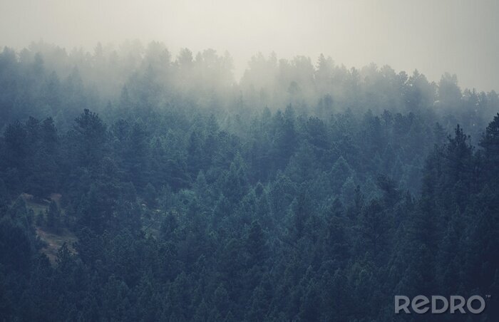 Poster Nebliger wald in colorado