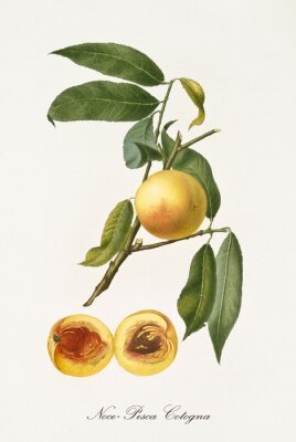 Poster Nektarinenzweig und aufgeschnittene Frucht