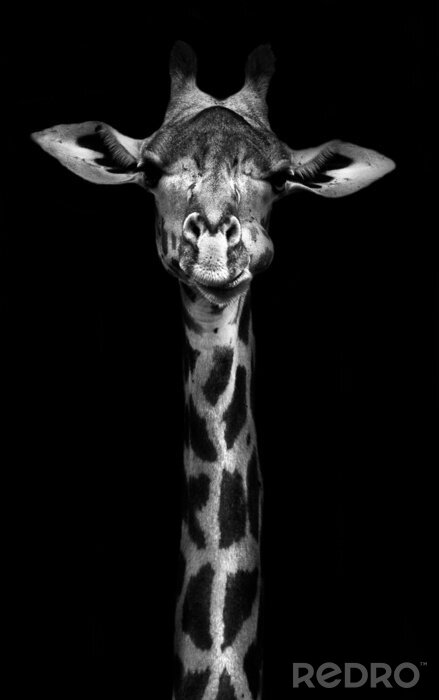 Poster Neugierige Giraffe auf dem schwarzen Hintergrund