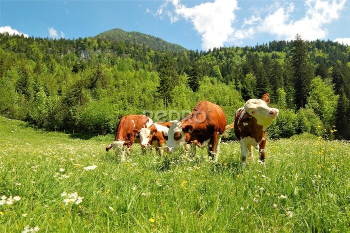 Poster Niedliche Kühe für Kinder auf einer grünen Wiese