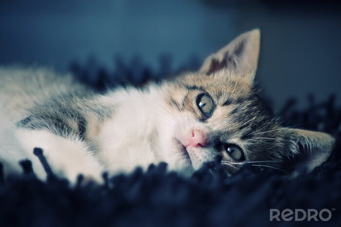 Poster Niedliches Tier auf der Decke