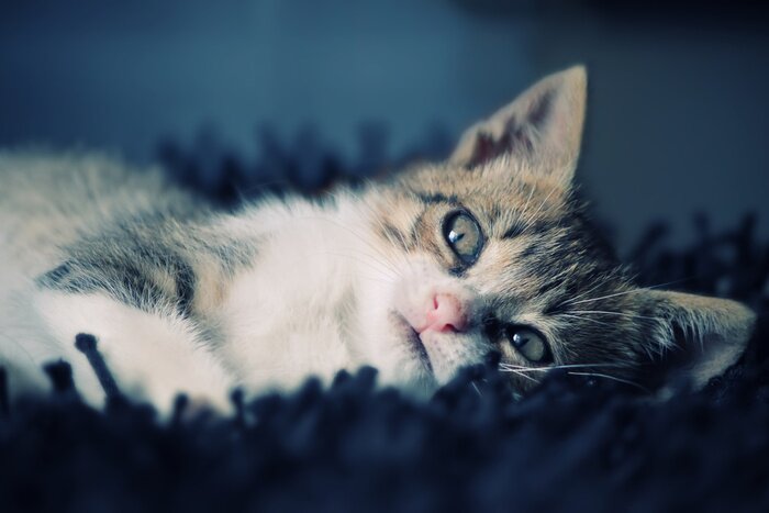 Poster Niedliches Tier auf der Decke